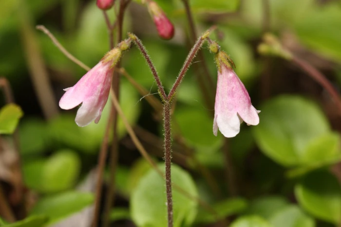 Linnaea borealis image