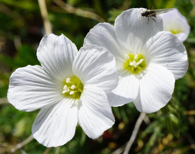 Linum alpinum image