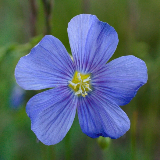 Linum austriacum image