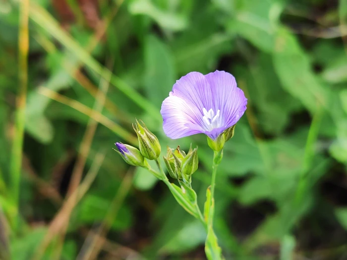 Linum nervosum image