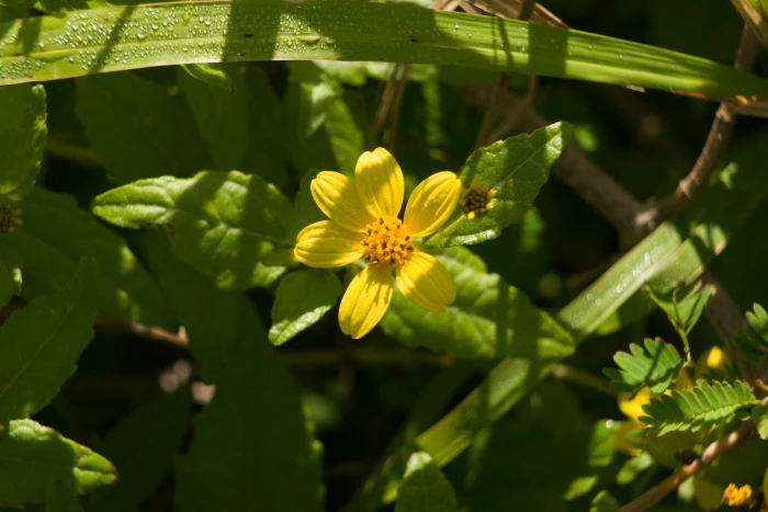 Lipochaeta lobata image