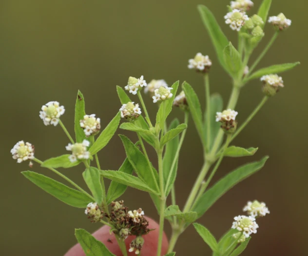 Lippia javanica image