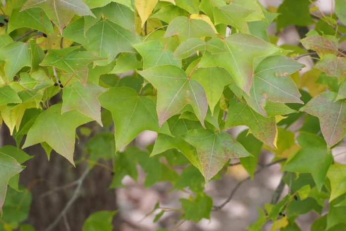 Liquidambar formosana image