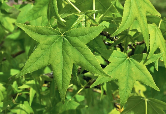 Liquidambar styraciflua image