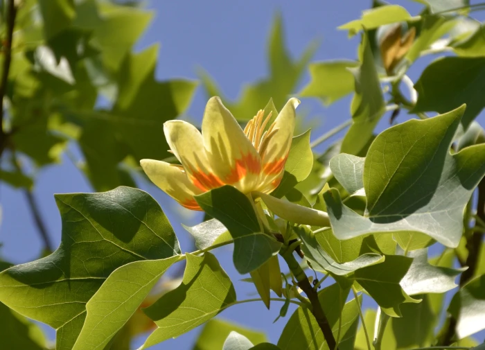 Liriodendron tulipifera image