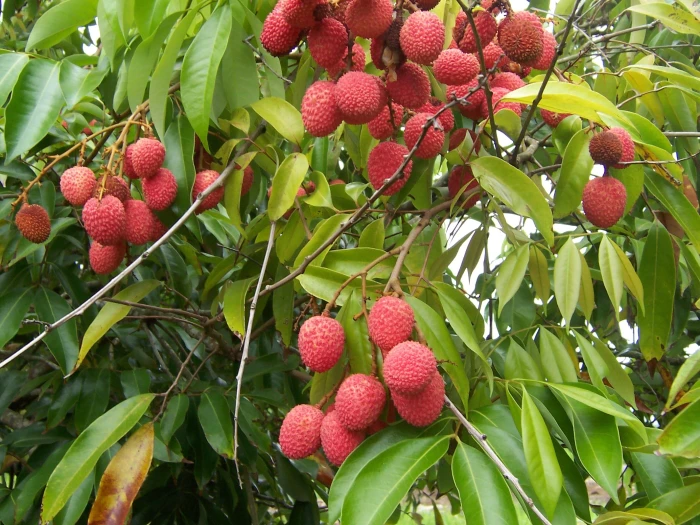 Litchi chinensis image