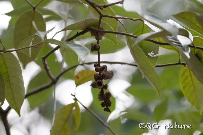 Lithocarpus glaber image
