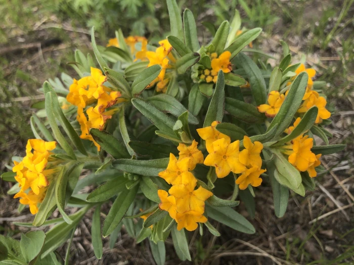 Lithospermum canescens image