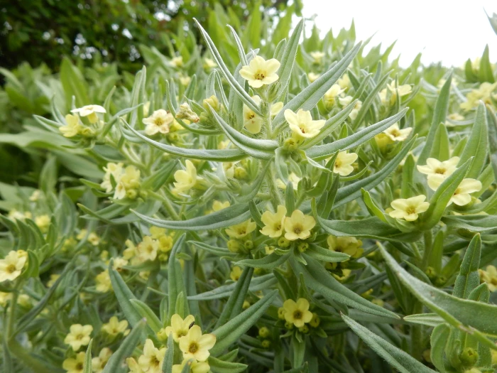 Lithospermum ruderale image