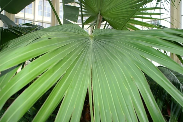 Livistona chinensis image