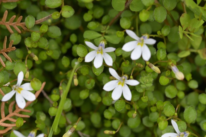 Lobelia angulata image