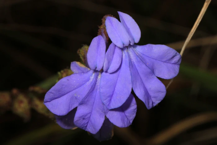 Lobelia glandulosa image