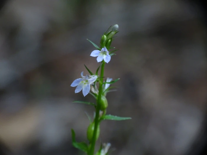 Lobelia inflata image