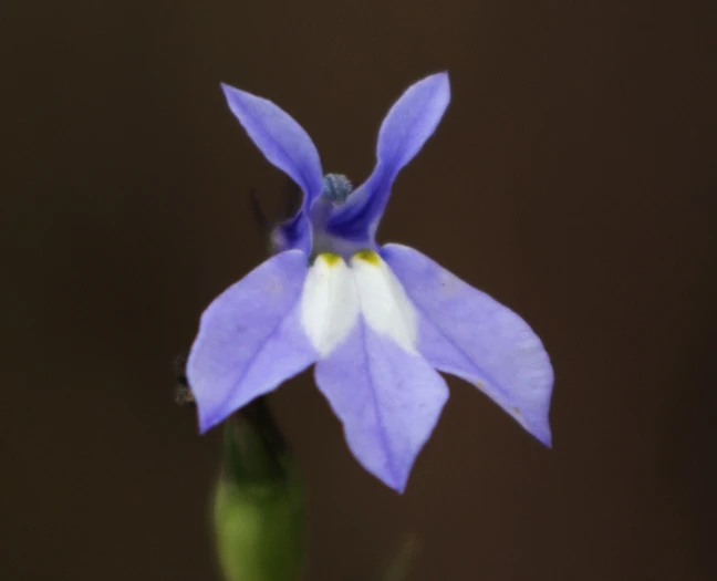 Lobelia kalmii image