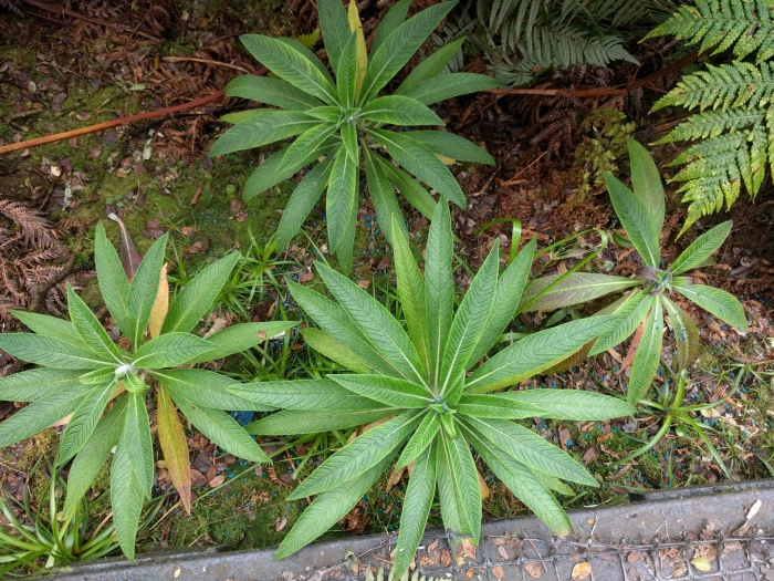 Lobelia oahuensis image