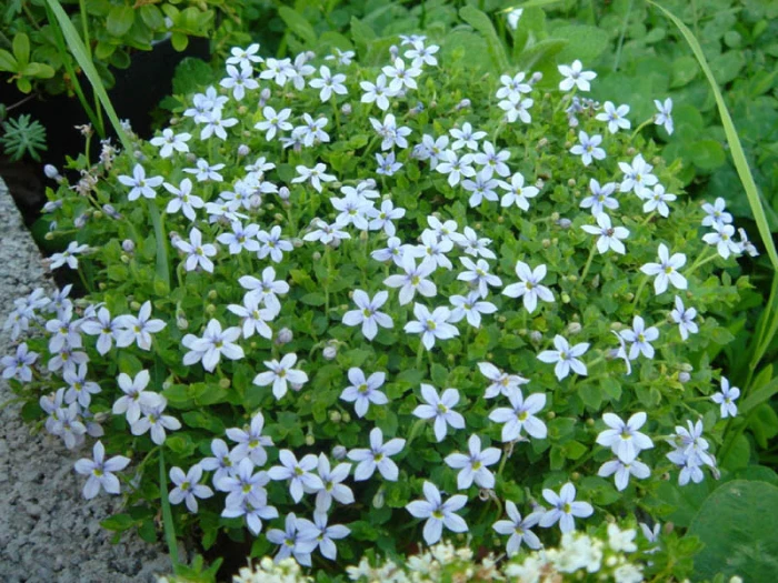 Lobelia pedunculata image