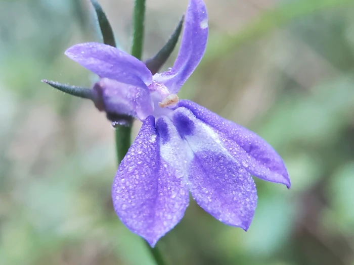 Lobelia puberula image