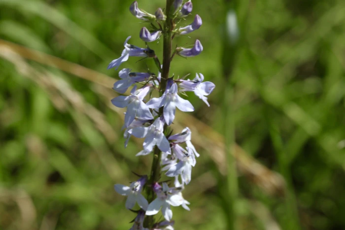 Lobelia spicata image