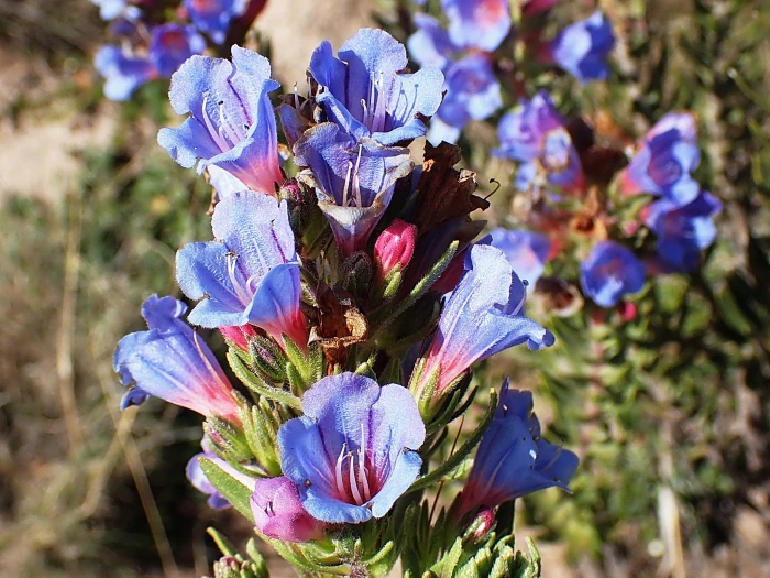 Lobostemon fruticosus image