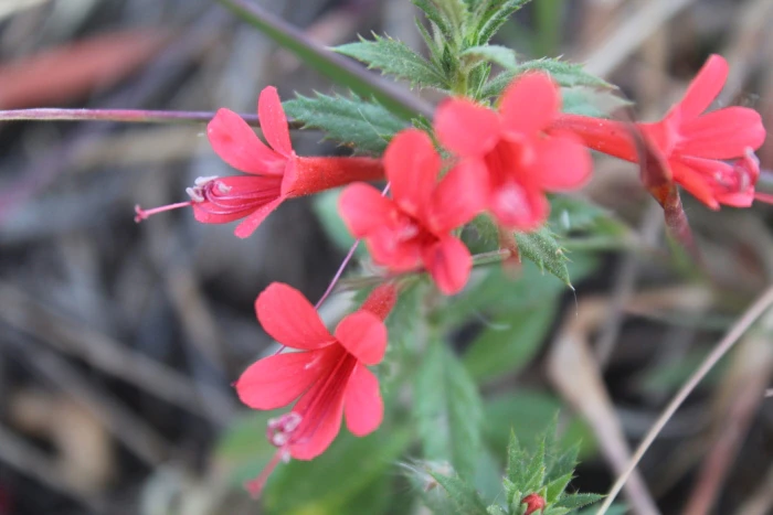 Loeselia mexicana image
