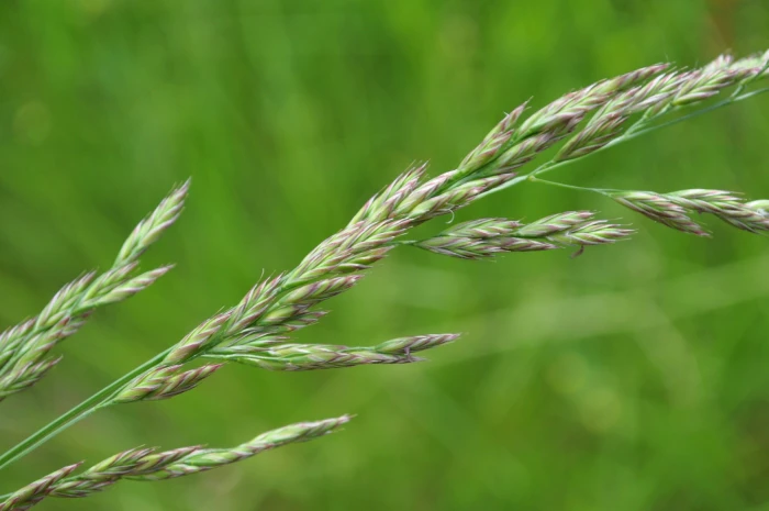 Lolium arundinaceum image