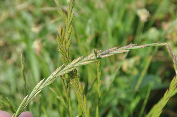 Lolium rigidum image