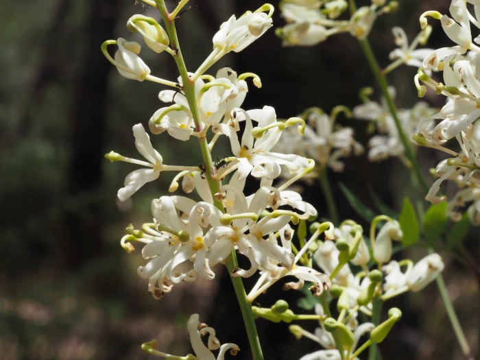 Lomatia silaifolia image