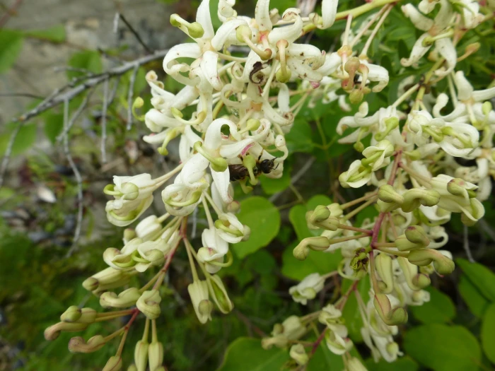 Lomatia tinctoria image