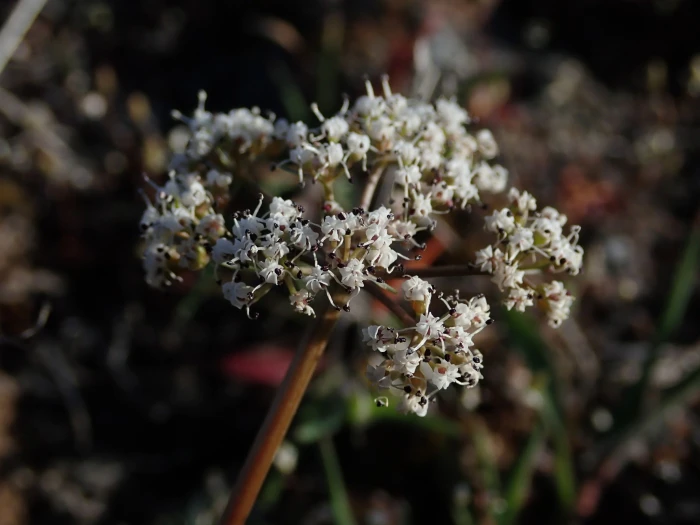 Lomatium canbyi image