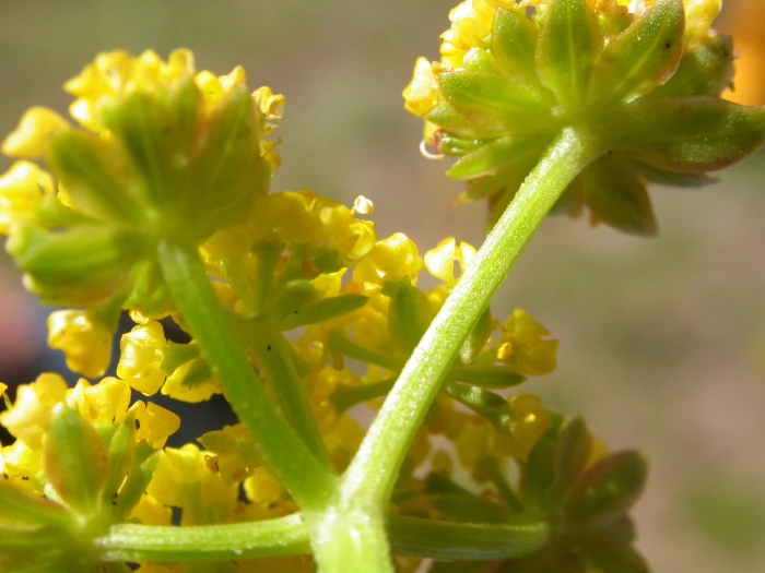 Lomatium cous image