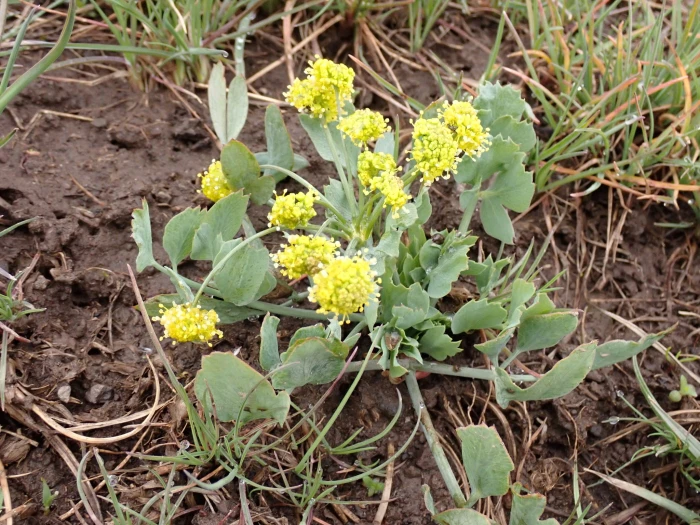 Lomatium nudicaule image