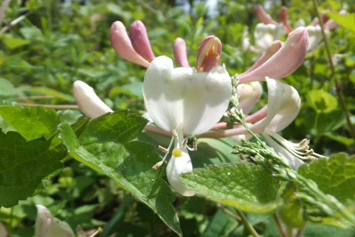Lonicera caprifolium image