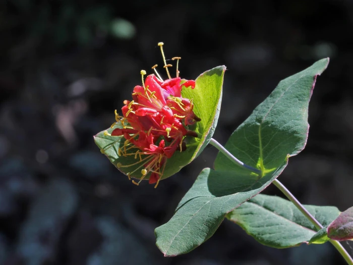 Lonicera dioica image