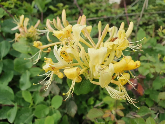 Lonicera etrusca image