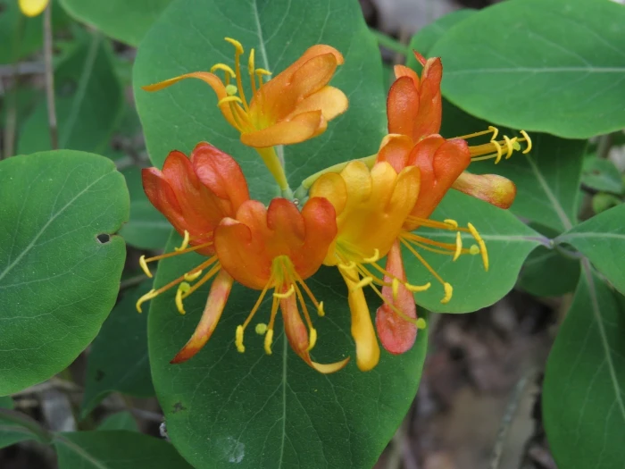 Lonicera flava image
