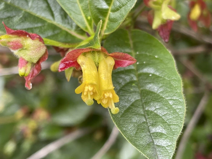Lonicera involucrata image