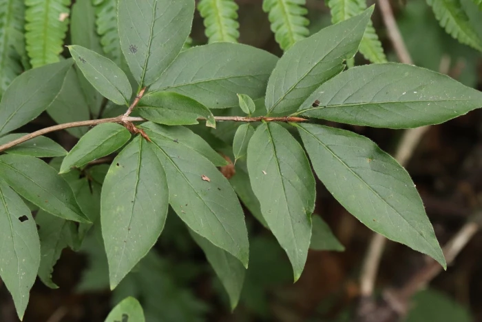 Lonicera maximowiczii image