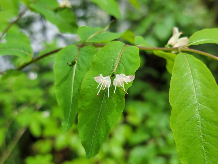 Lonicera nigra image