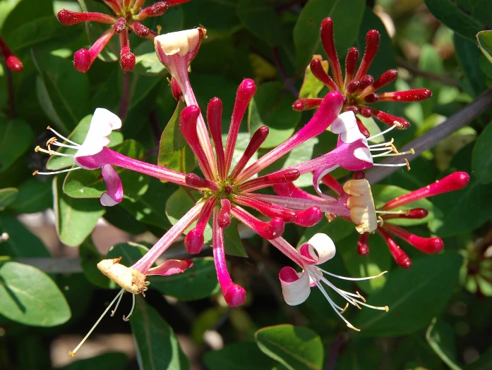 Lonicera periclymenum image