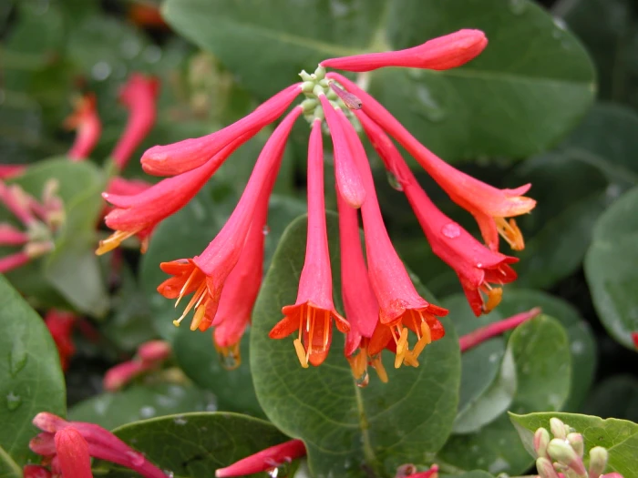 Lonicera sempervirens image