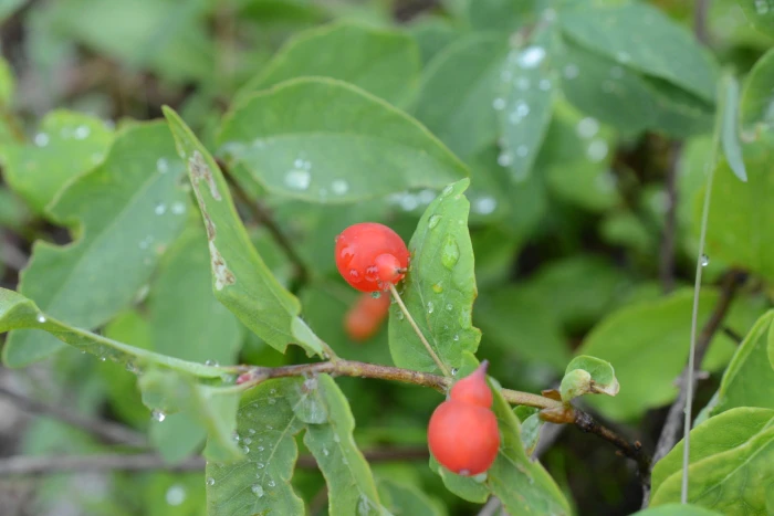 Lonicera utahensis image