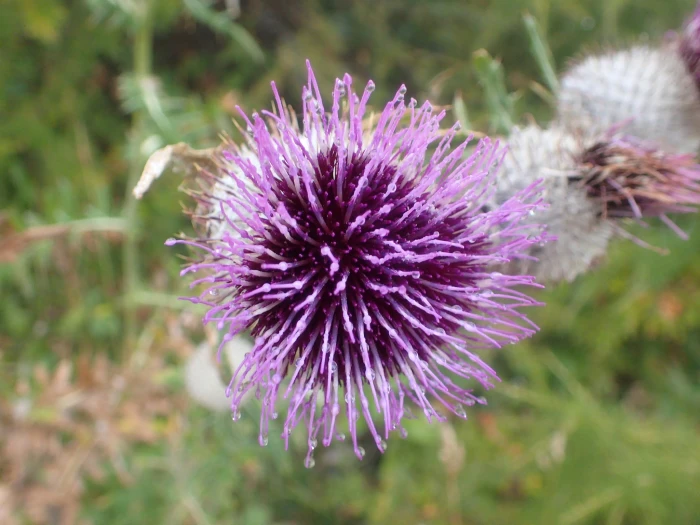 Lophiolepis eriophora image