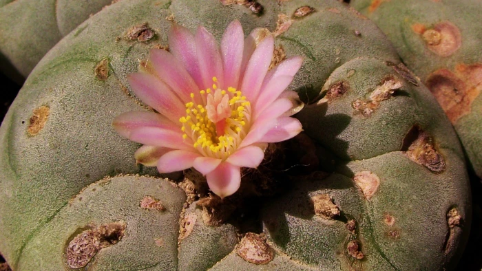 Lophophora williamsii image