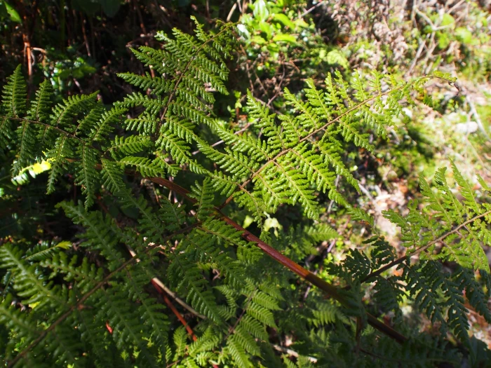 Lophosoria quadripinnata image