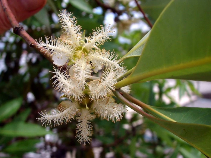 Lophostemon confertus image