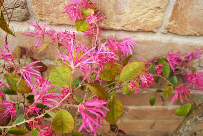 Loropetalum chinense var. rubrum image
