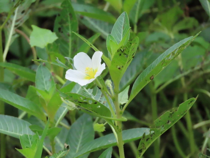 Ludwigia adscendens image