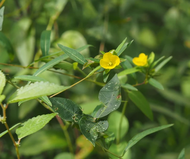 Ludwigia alternifolia image
