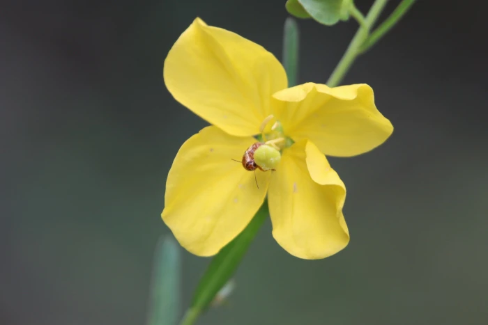 Ludwigia virgata image