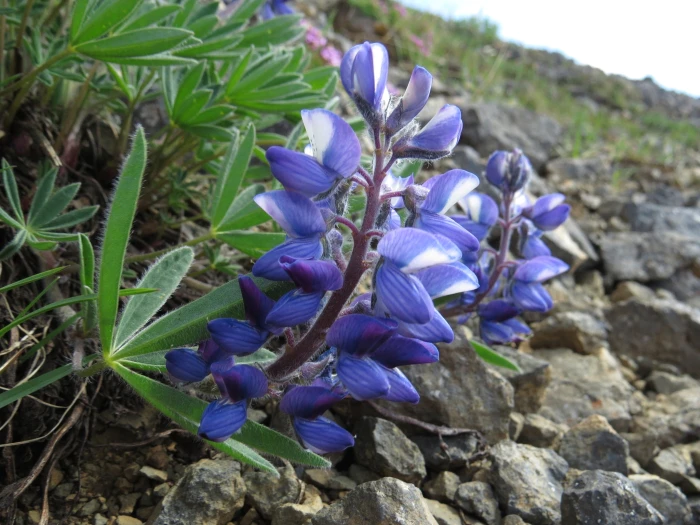 Lupinus arcticus image